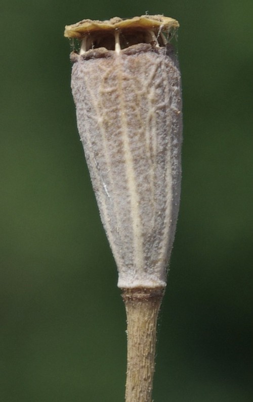 fruit mûr