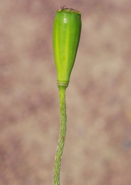 fruit