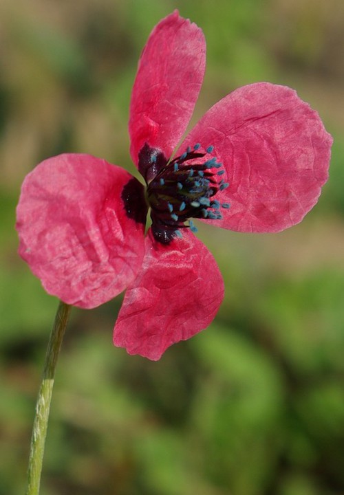 fleur