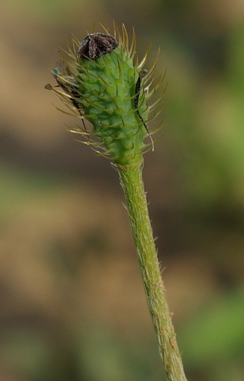 fruit