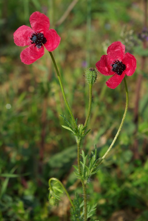 Plante entière