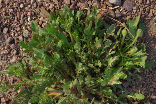 feuille