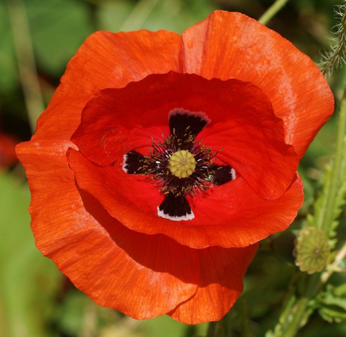 fleur