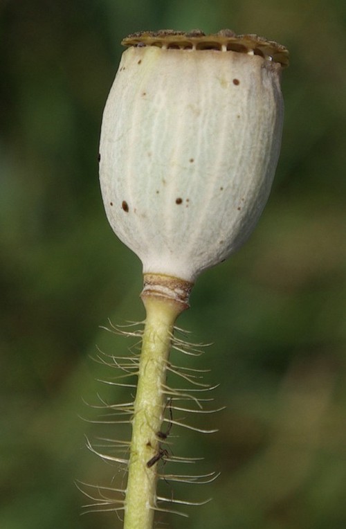 fruit
