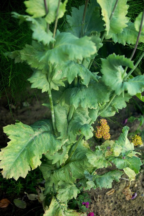 feuille
