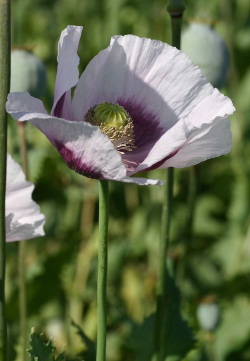 fleur