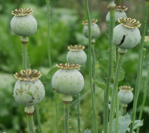 fruit