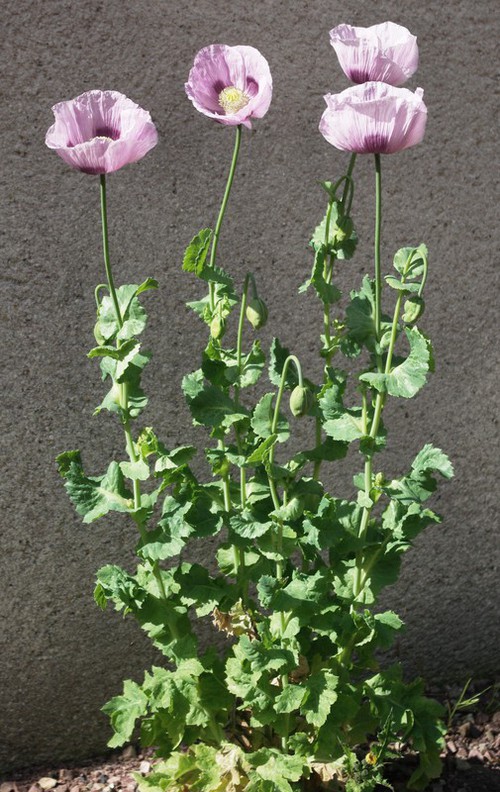 Plante entière