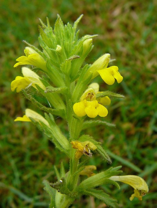 inflorescence