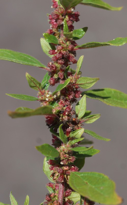 inflorescence