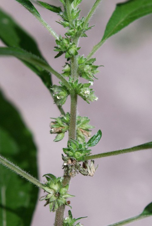 Inflorescence