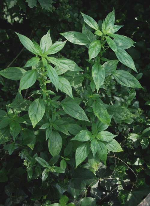 Parietaria officinalis