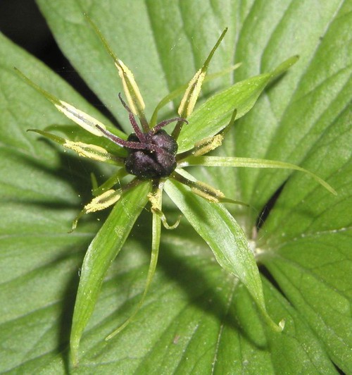détail fleur