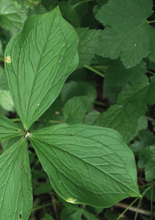 feuille