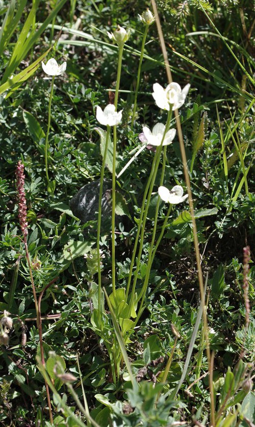 Parnassia palustris