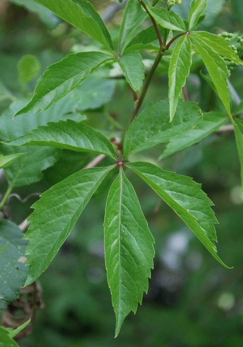 feuille