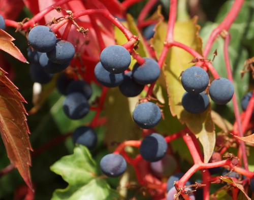 détail fruit