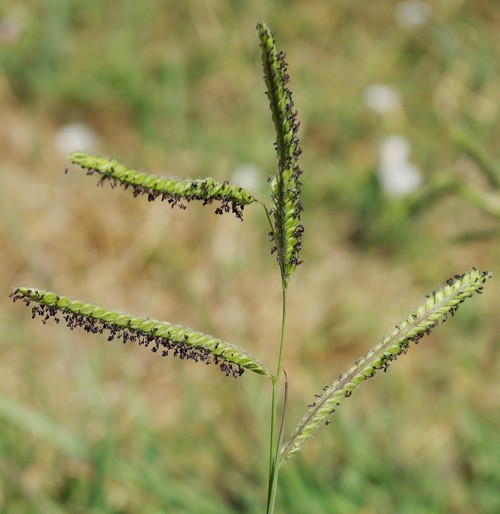 inflorescence