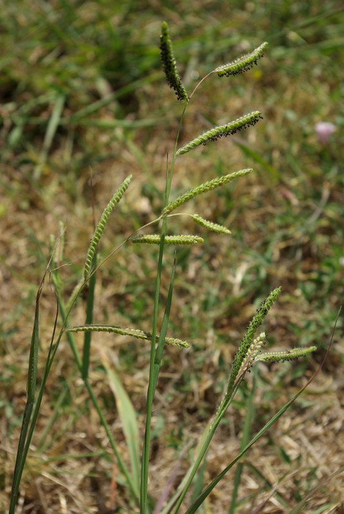 Plante entière