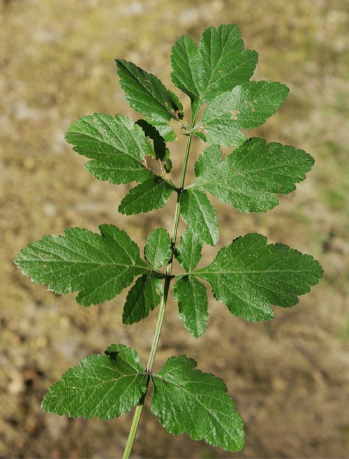 feuille