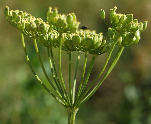 fruit