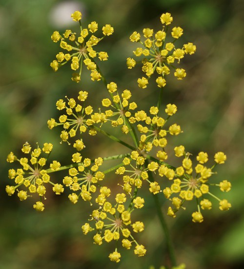 inflorescence