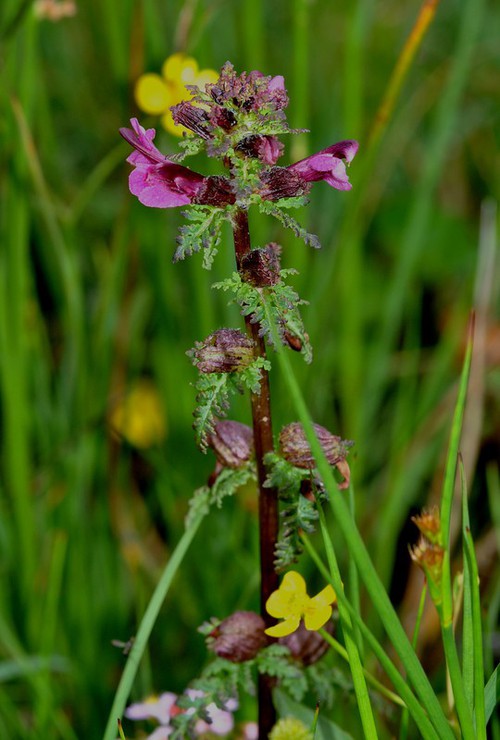 Plante entière