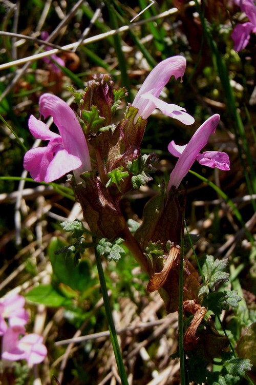inflorescence