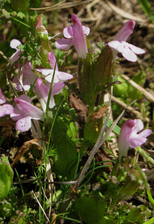 Plante entière