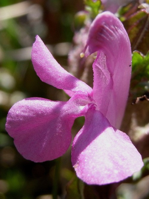 détail fleur