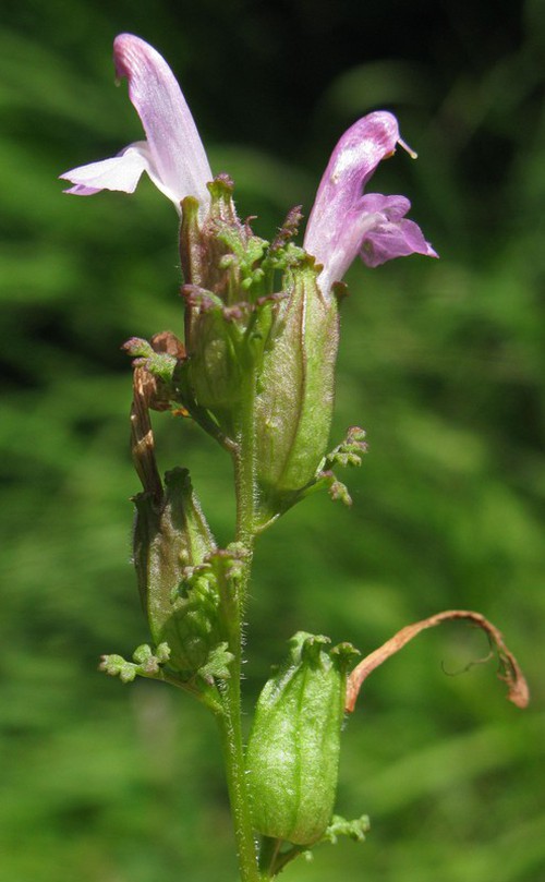 inflorescence