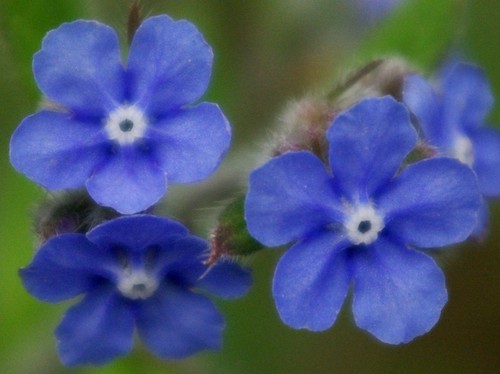 détail fleur