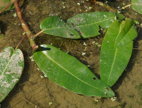 feuille