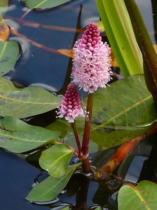 inflorescence