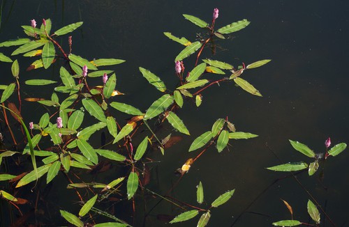 Plante entière