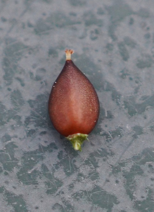 fruit