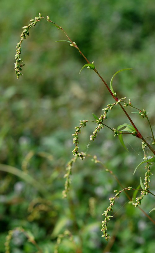 inflorescence
