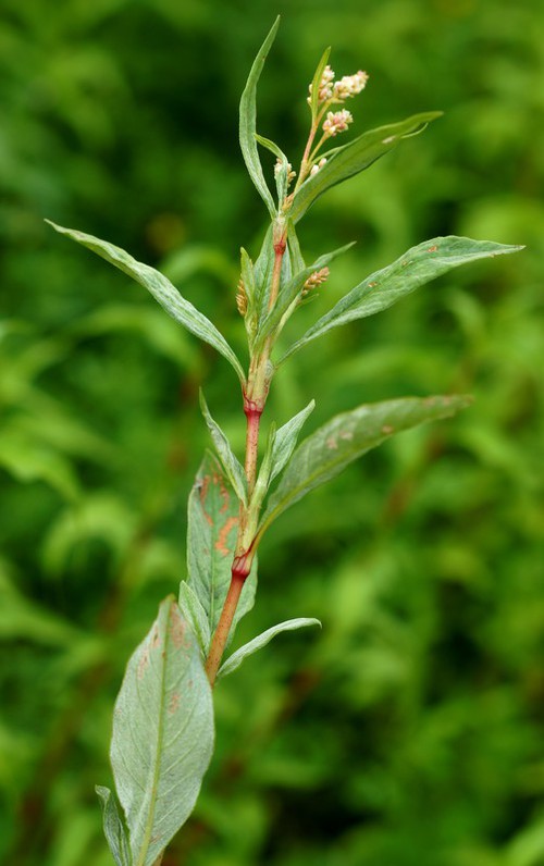 forme brittingeri