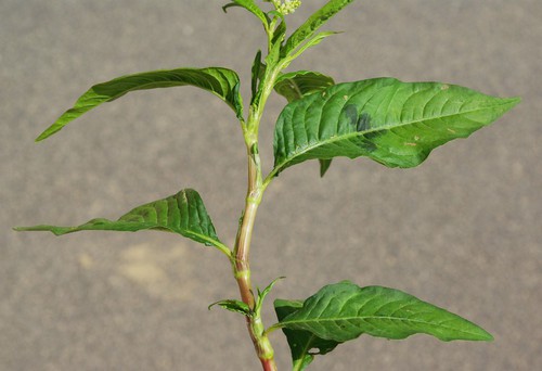 feuille