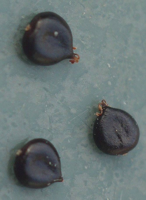 fruit