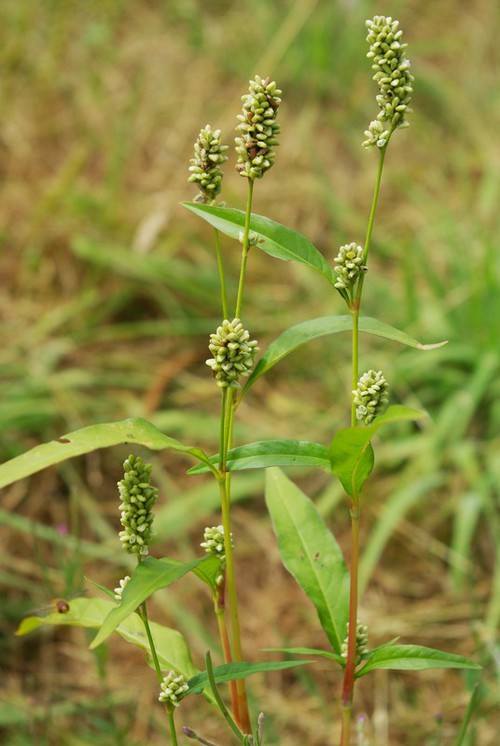 inflorescence