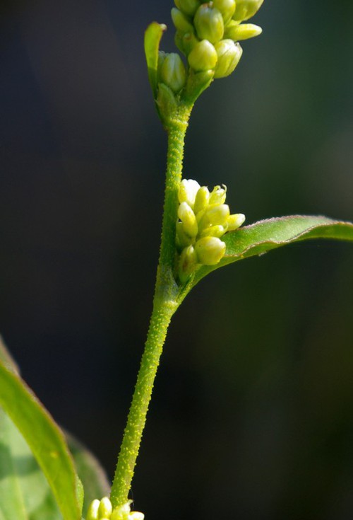 pédoncule floral