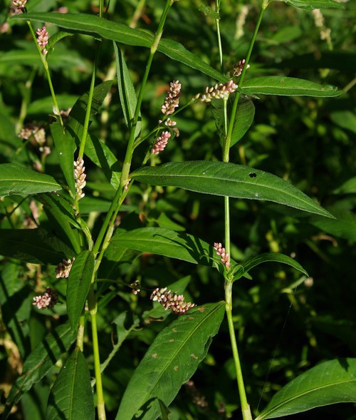 feuille