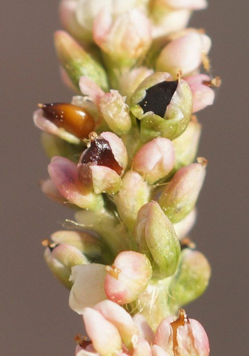 fruit