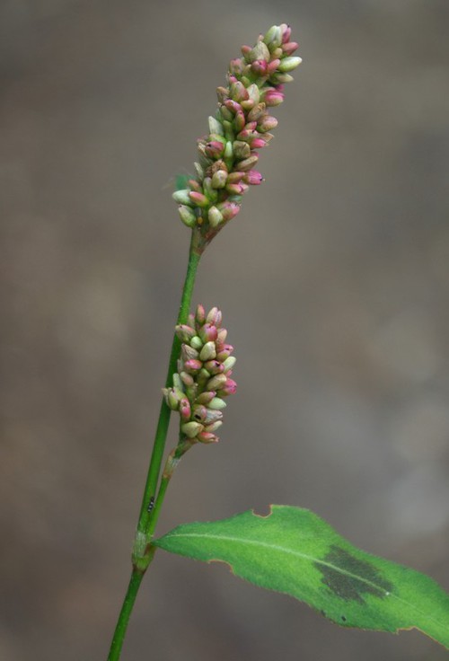 inflorescence
