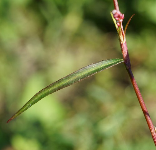 feuille