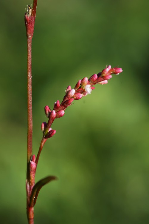 inflorescence