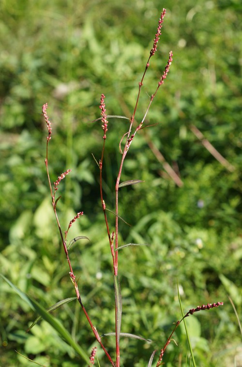 Plante entière