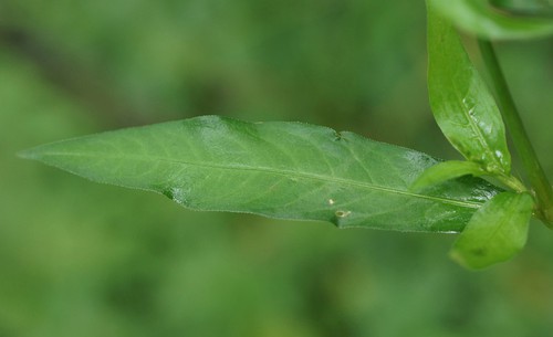 feuille