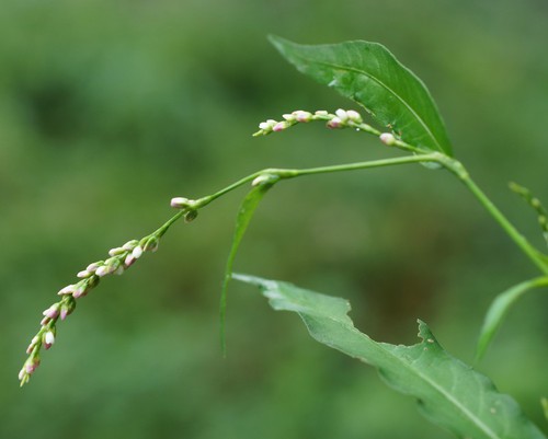 inflorescence